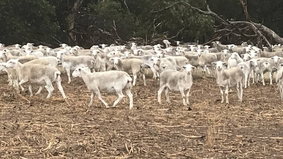 FULL OF BEANS: The Mills' family's Australian White lambs being finishing on broad bean stubbles.