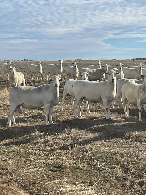 DOING BUSINESS: A Tattykeel Australian White ram with Australian White ewes at the Mills' Minlaton property.