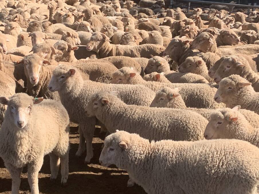 SUPER CROSS: Genetics from Border Leicesters, Merinos and Poll Dorsets are used at Weebo Park for lamb production. 