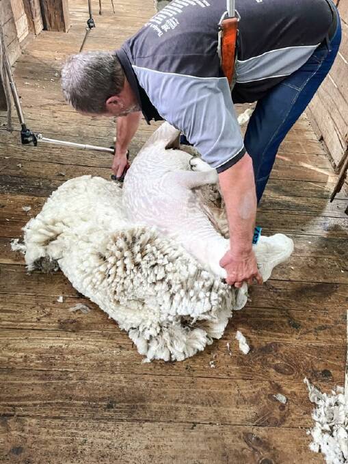 FINE FIBRE: Shearing rams bought from Deepwater stud at the Langleys.
