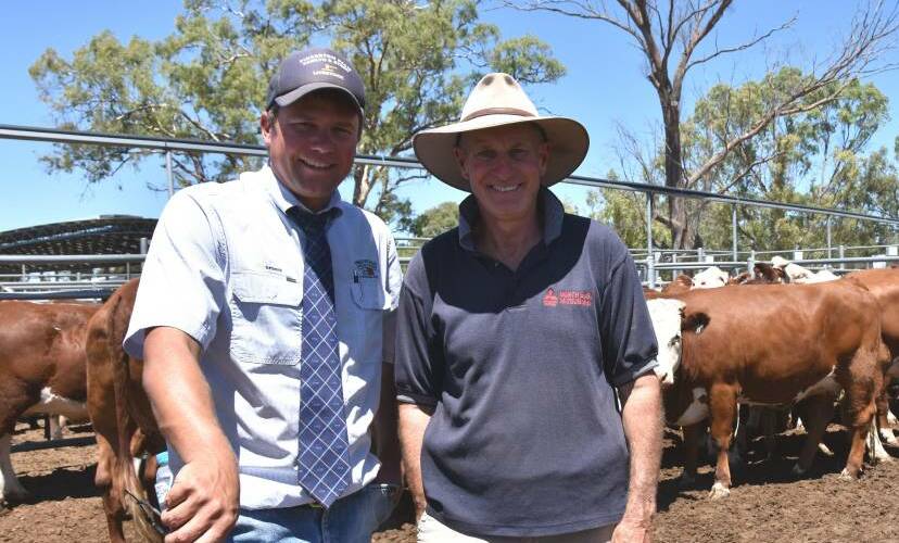 LEARNING THE ROPES: Pinkerton Palm Hamlyn & Steen agent Josh Manser, left, with Michael Mattei, of Hynam, at the Naracoorte saleyards, where Michael spent four years learning about the cattle trading business.