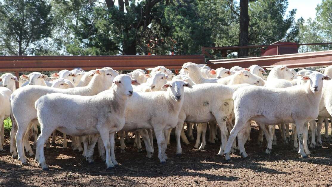 ASSURANCE: Strong demand and high prices being paid for Australian White sheep have provided extra incentive for the breed to protect the integrity of bloodlines.