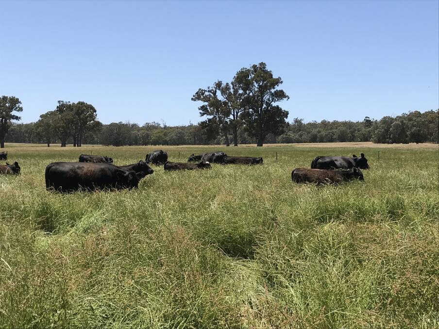 NATURAL WONDER: The Bendings are this year selling their first yearlings through the Pasturefed Cattle Assurance System.