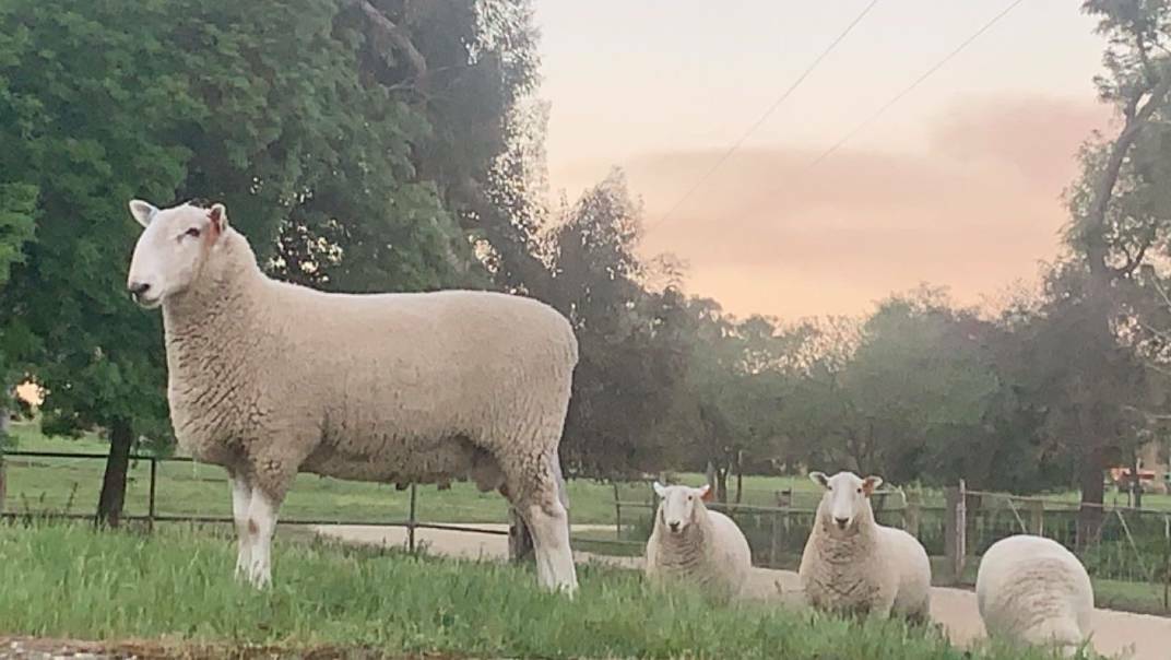 MEN AT WORK: Border Leicester rams are integral to the success of many terminal lamb production systems.