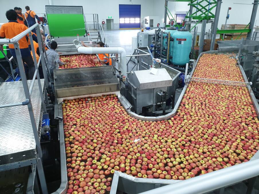 GROWING CAPACITY: Red Rich Fruits has been able to significantly increase the volumes of apples and pears being packed in the Yarra Valley each week.