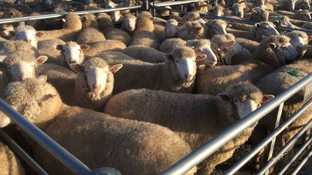 SYSTEM WORKS: The sheep eID system in Victoria has benefited the local lamb industry.
