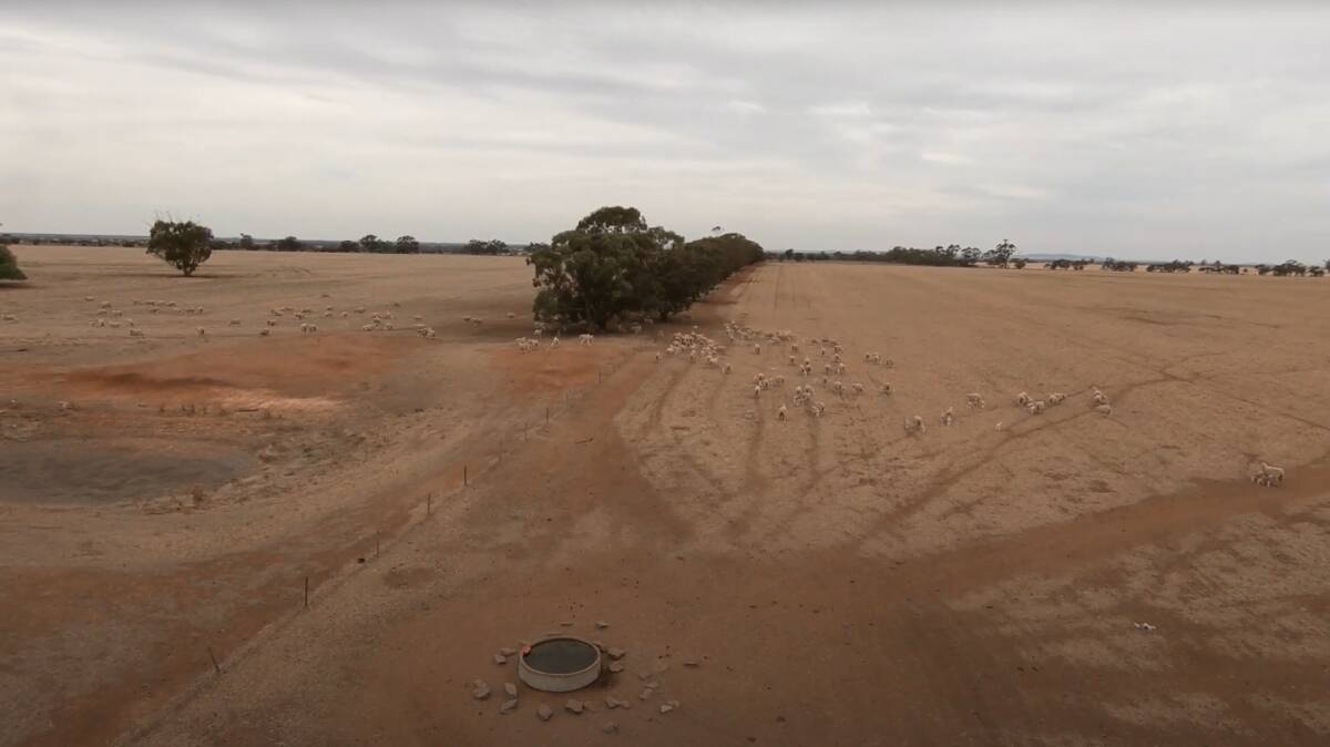 Footage from a drone used in a trial to assess whether drones can replace the attentive eye of a farmer. Photo: Agriculture Victoria