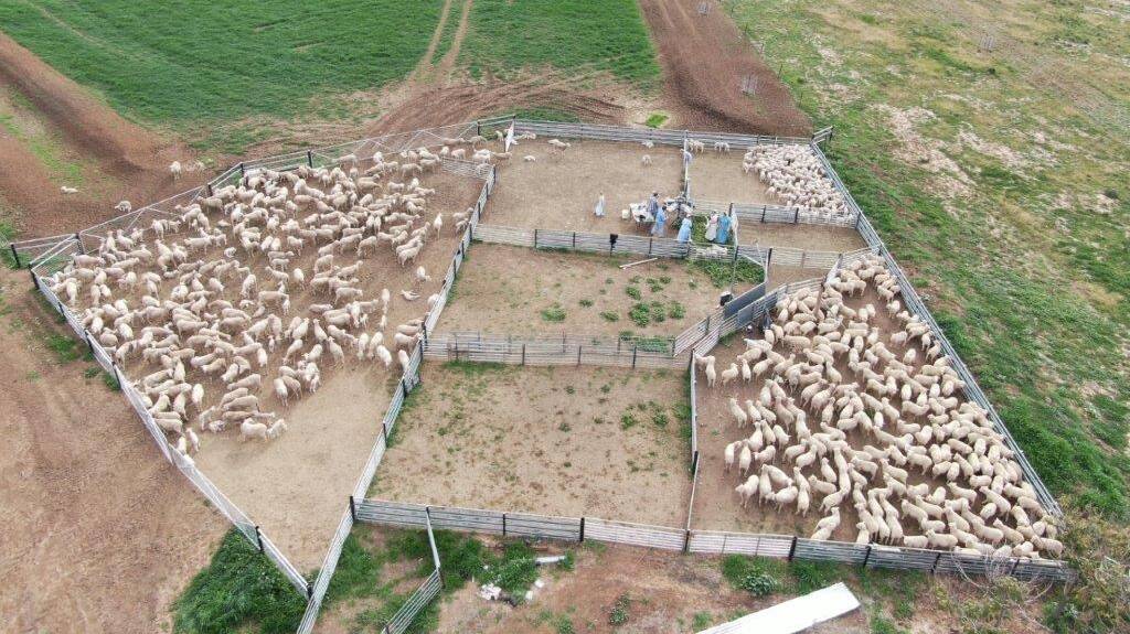 A drone photo taken of the Eberly family marking lambs in June this year on their Bedgerabong, NSW, property.