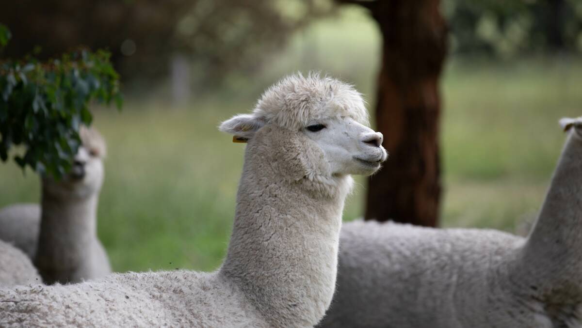 Alpacas are being used to research potential COVID-19 vaccines.