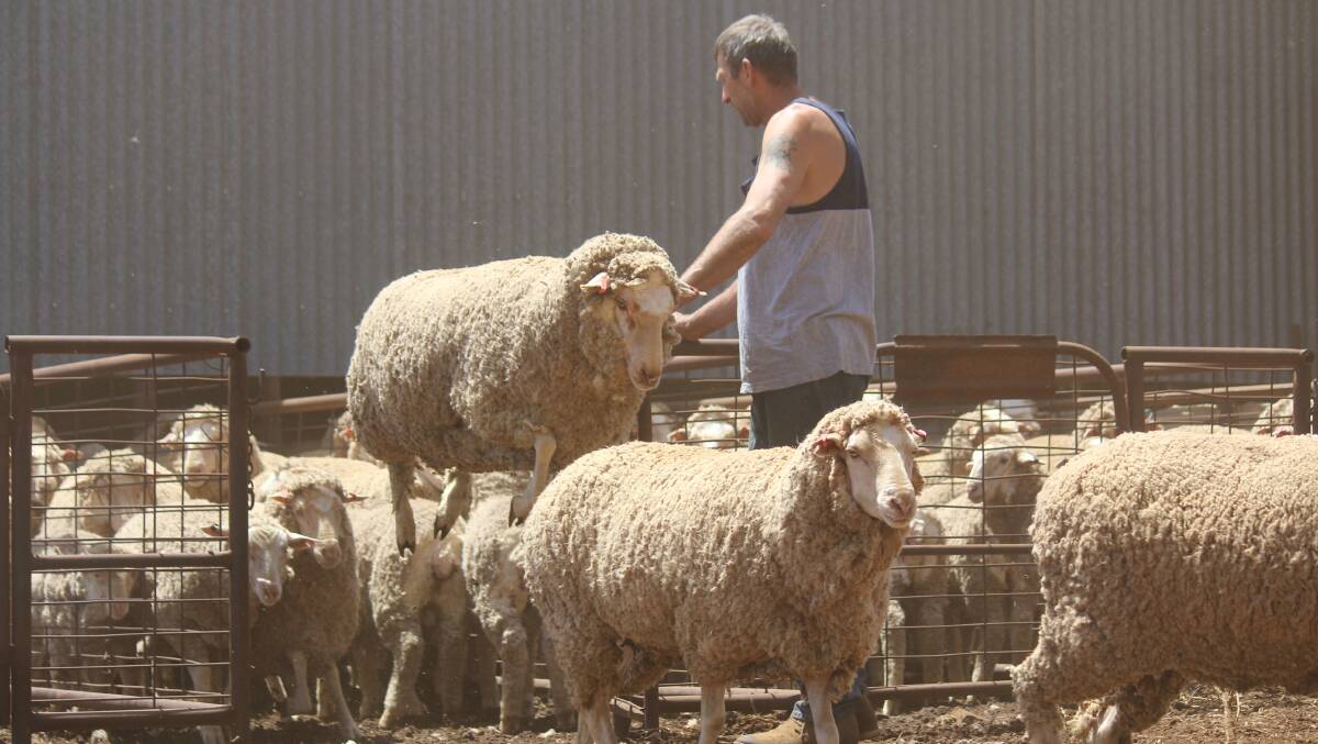 WoolProducers Australia will assess the wool industry's traceability system.