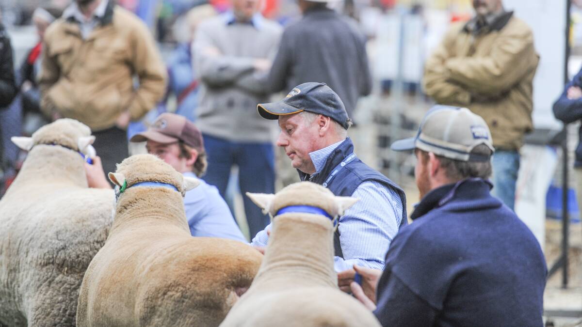 LIVE: All the action from Australian Sheep & Wool Show Day Two