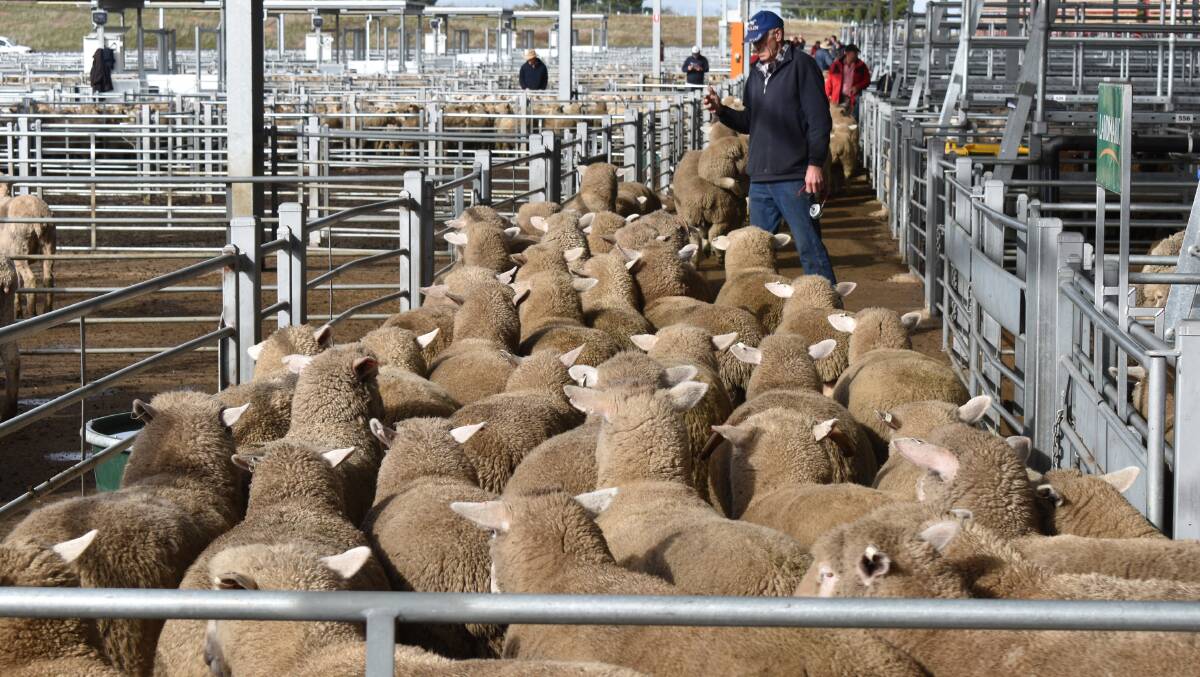 There's been reduced yardings at saleyards across the country. Photo by Alastair Dowie.