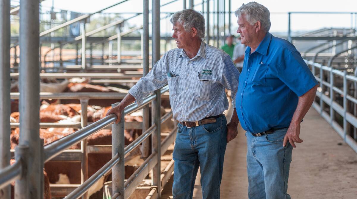 GOOD FORM: Calves are likely to be presented in impressive form at Vic's annual Western District weaner sales series. Photo: LAURA FERGUSON.