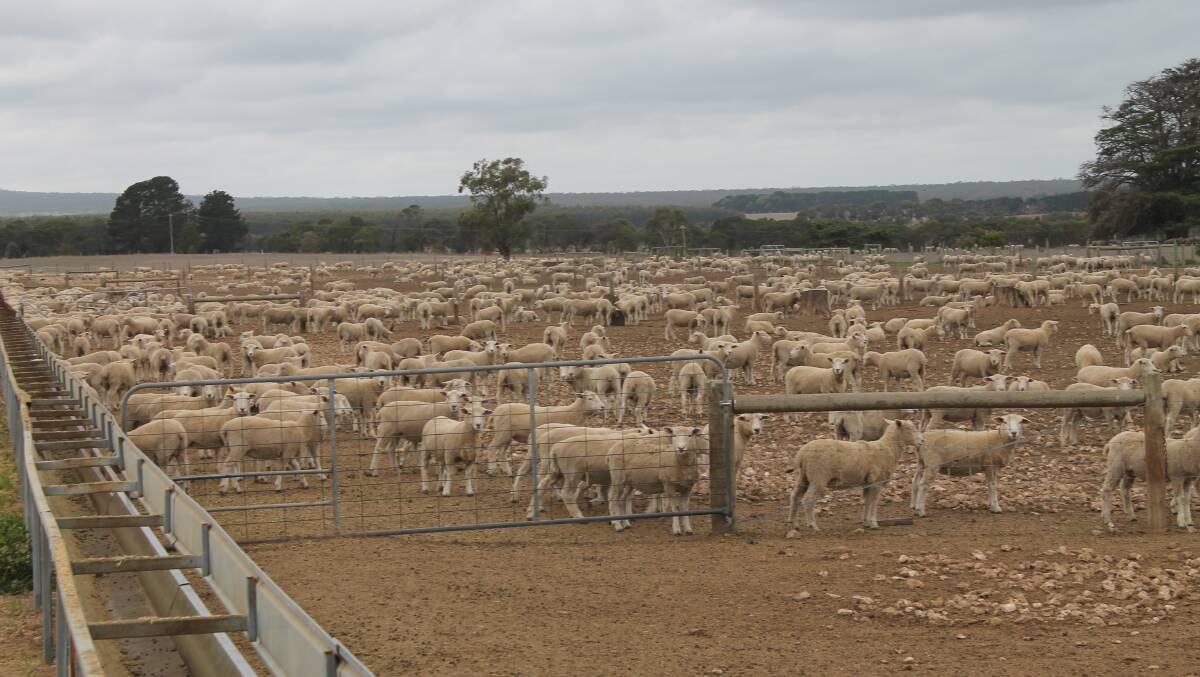 Joining ewes in containment can be advantageous for sheep producers.