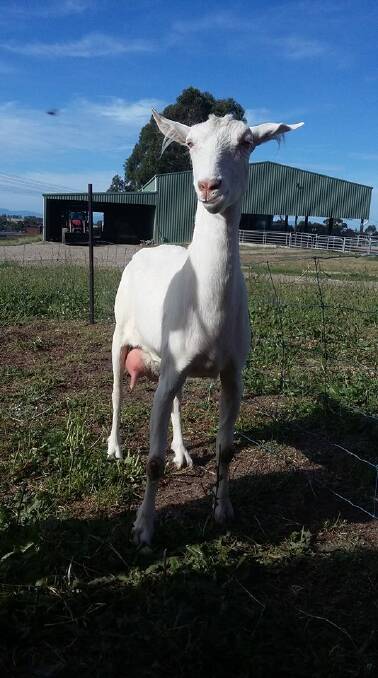 The milking doe, 'Angel', stolen from The Gippy Goat Cafe. Photo supplied from The Gippy Goat Cafe.
