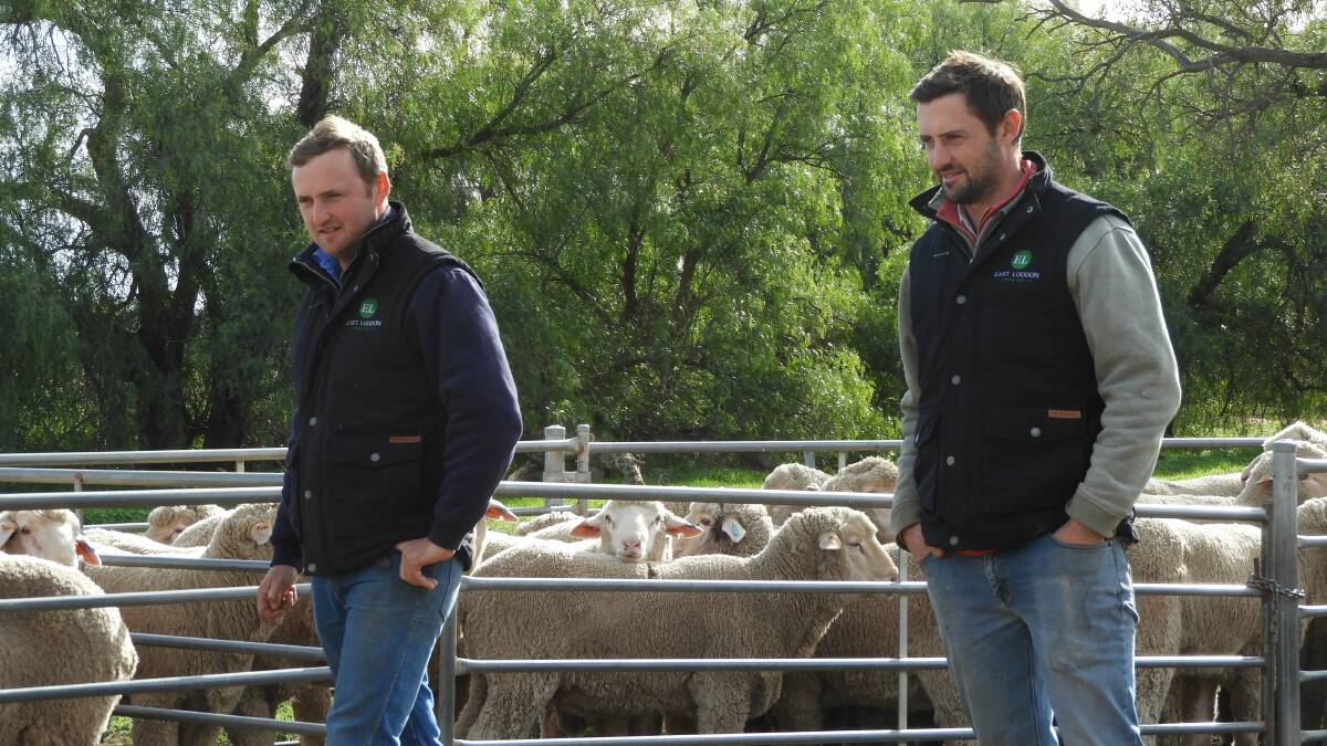 NEXT GENERATION: Marcus and Tom Hooke took over the East Loddon Merino stud from their parents five years ago.