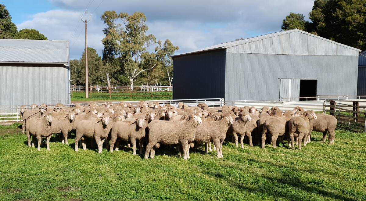 The Pietsch family, The Run, Bordertown, SA, started buying rams from the Lawral Park Prime SAMM stud about two years ago and continue to be pleased with their performance.
