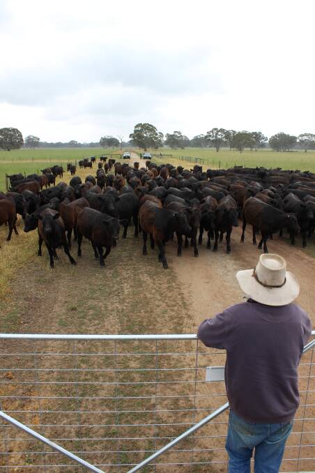 CONSISTENT QUALITY: The Woodard family, Wrattonbully, SA, are focused on producing quality Angus steers and heifers, which are suitable for a range of markets.