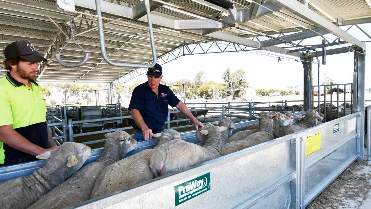 Drenching, vaccinating and drafting have all become easier for Kael and Richard Harkness, Gumburra Park, Tintinara, SA, with the installation of a new set of ProWay custom designed sheep yards and handling equipment.