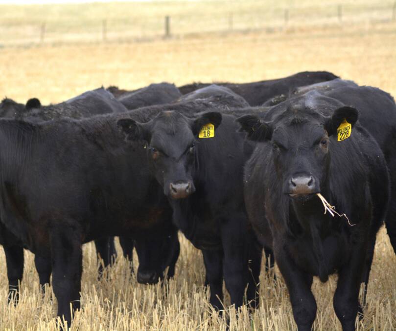 QUALITY GENETICS: Some of Yellowie Station's 2021-drop Angus heifers at Hallett, SA.