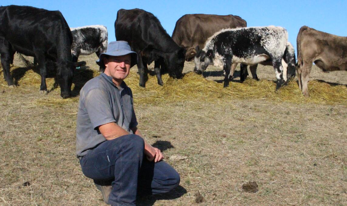 CROSSBREEDING BENEFITS: Lenswood beef producer Anthony Schoell is pleased with the fast growth rates and carcase quality attributes of his Speckle Park-cross calves.