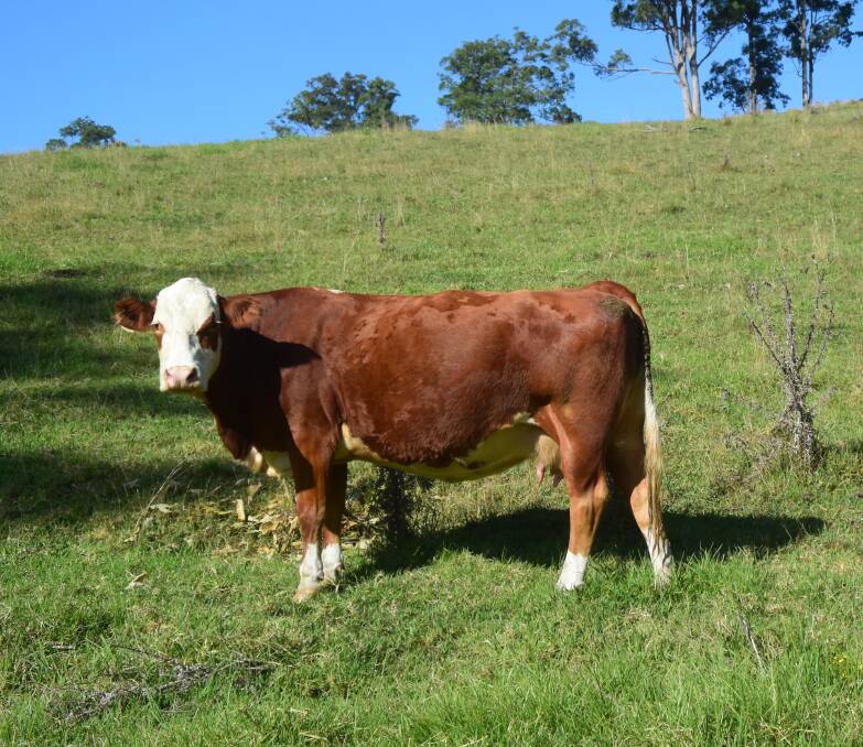 TOP FEMALES: Mr Jorgensen is impressed with the temperament and mothering ability of the Simmental.
