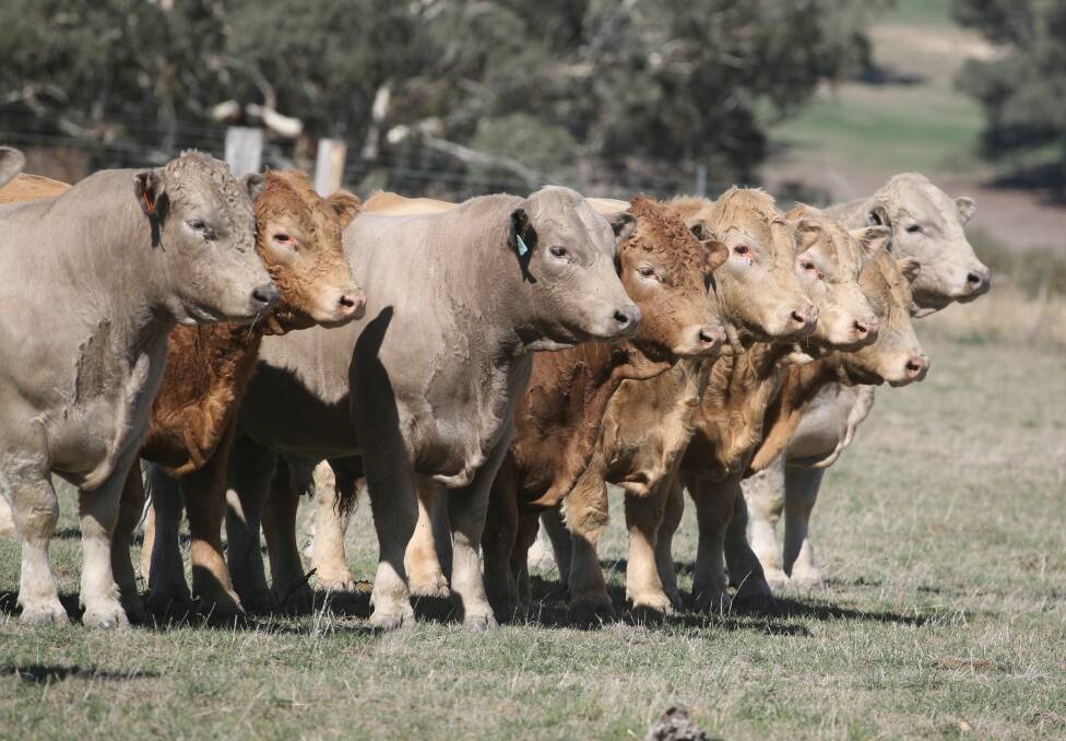 QUALITY GENETICS: The Millner family's Rosedale Charolais and composite bulls are renowned for their fast growth rates and quality carcase attributes, making them ideal for use in commercial crossbreeding operations.