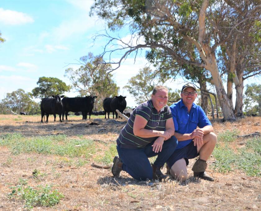TOP PRIORITY: Marnie and Russell Kamp, Willalooka, believe the health and bloodlines of their female herd dictates the success of their operation. 