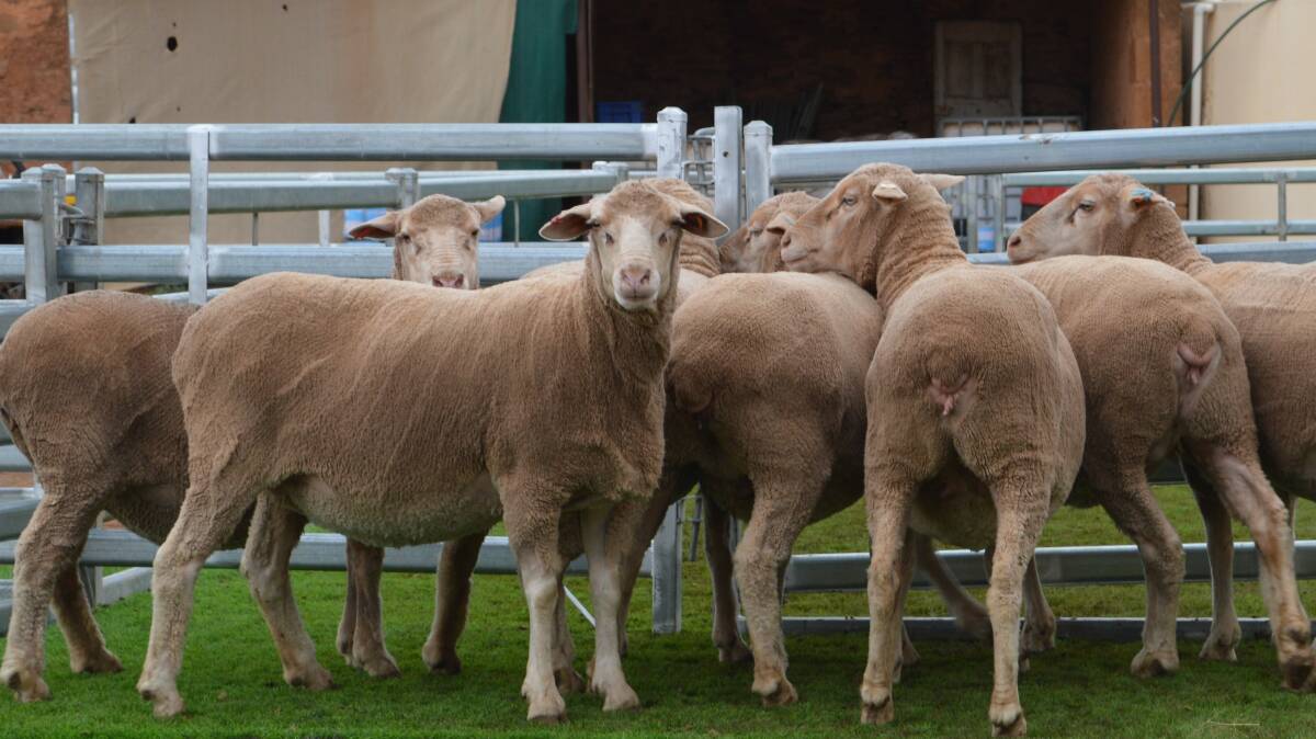 QUALITY EWES: The pen of $820 top price ewes that were sold to Darren and Charlie Millard, Georgetown.