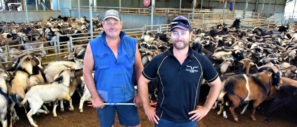 GOOD TIMES: Goat depot owner Stephen Obst and manager Josh Matthews with goats delivered from the SA North West pastoral district. 
