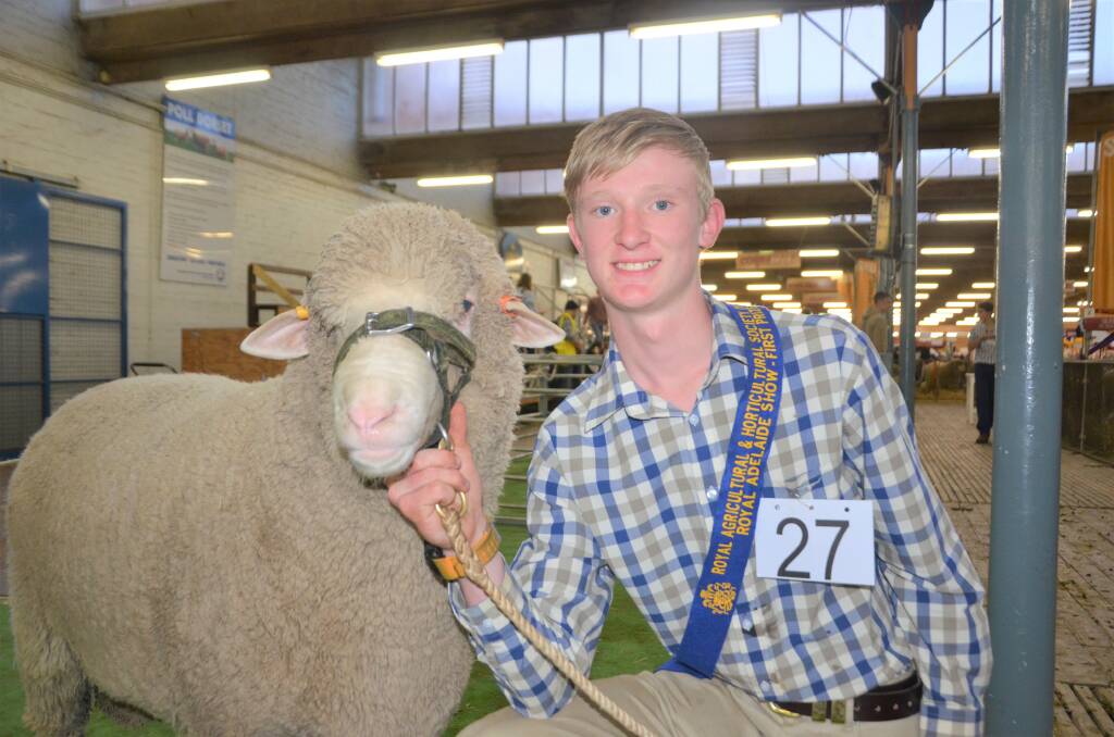 COURTEOUS CONTENDER: Sheep handler William Thomas, Clare, won first place in the 12-15 years sheep handling competition. 