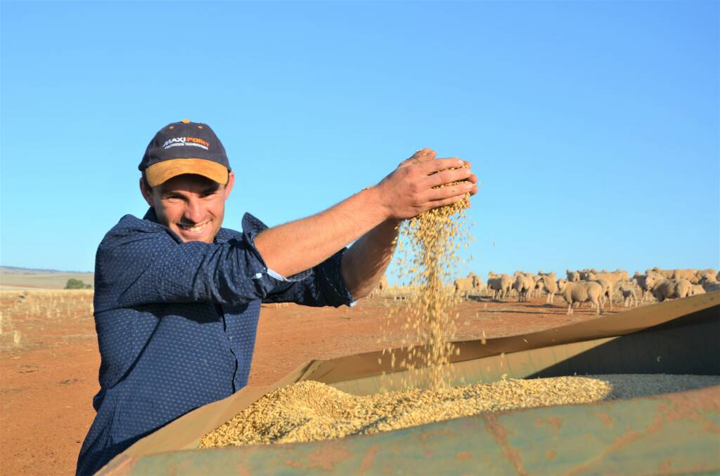 FEED INCREASE: Tarlee farmer Jamie Molineux is feeding barley to his self-replacing Merino flock because pastures remain bare.  