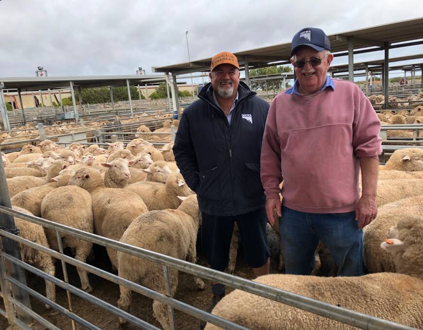 Combined Independent Agents Association livestock agent Garry Willson and CIAA auctioneer Peter Pinkerton standing in the pen of crossbred lambs from Harrop Pastoral, Paskeville, that made $336 at the SA Livestock Exchange on Tuesday this week. 