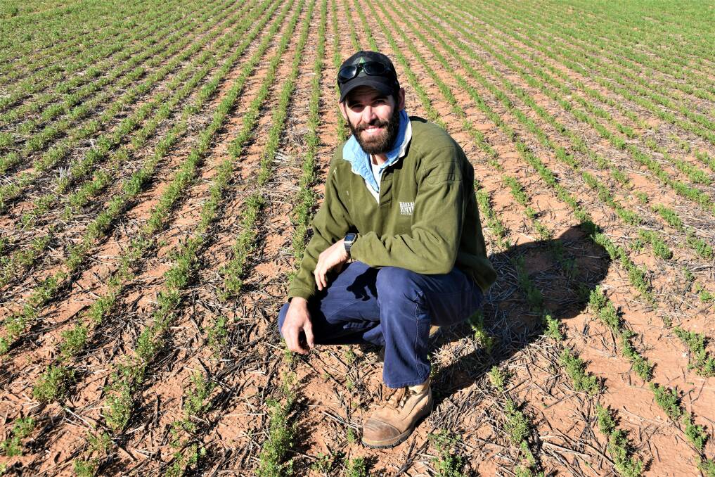 TRYING TIMES: Nathan Zweck, Hart, in a Hurricane lentil crop which was sown on May 7. It is only at 13 per cent canopy closure compared with 94 per cent recorded at the same time last year. 