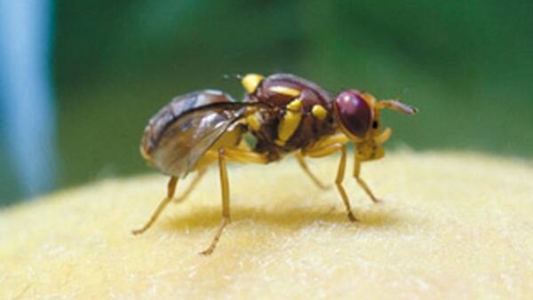 Fruit fly outbreak confirmed