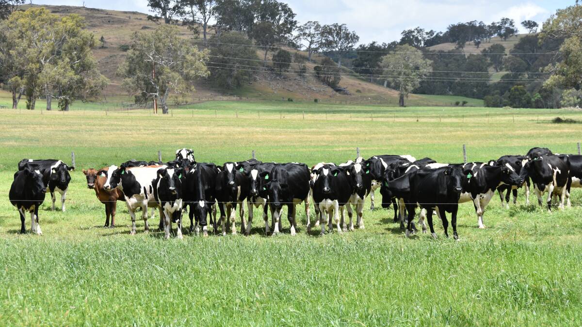 Methane reducing livestock feed wins award