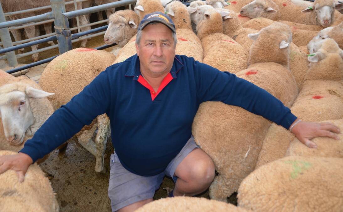 SLOW SUPPLY: Alford lamb producer Nick Avery has sold less lambs than usual at SA Livestock Exchange at Dublin this week. 