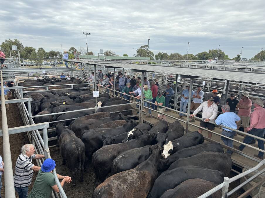 Mount Gambier cattle market. Picture Supplied 