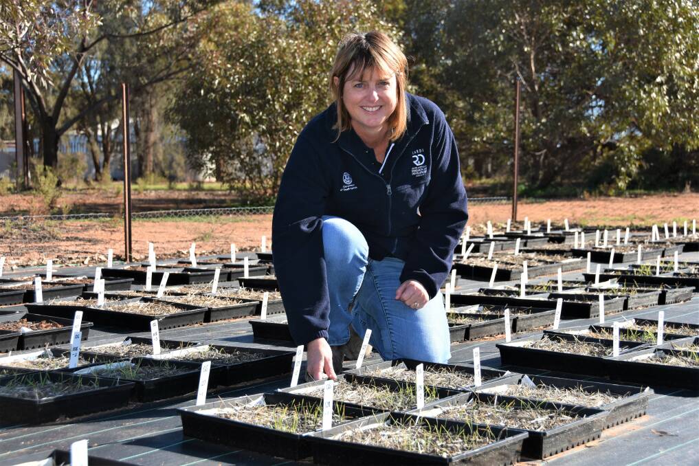 NEW DATA: Minnipa Agricultural Centre senior research officer Amanda Cook among weed seed trays collected from barley grass trial paddocks.
