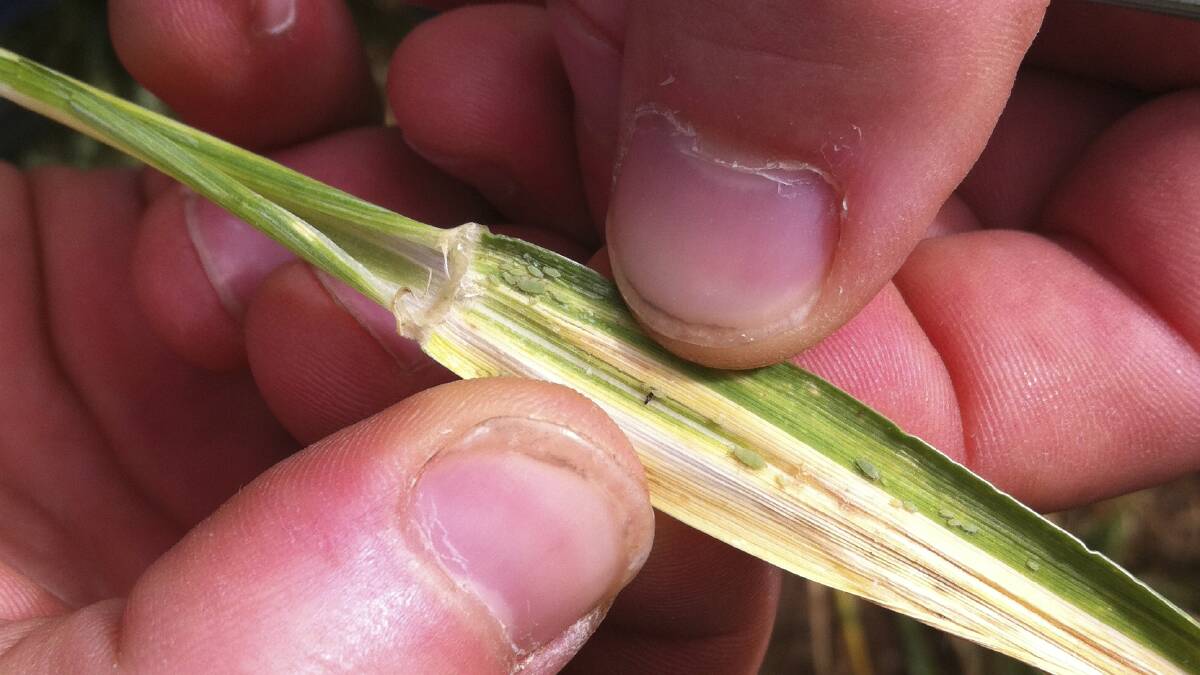 Russian wheat aphid building a profile across Australia
