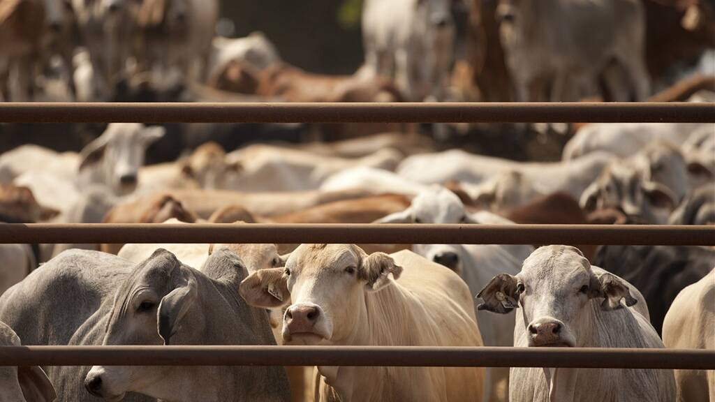 Time to have your say on live export via air