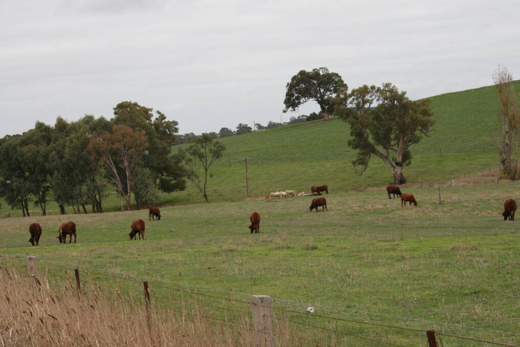 NEW TOOL: Livestock producer have access to the new, free software program MaiaGrazingLITE to help with pasture management. 