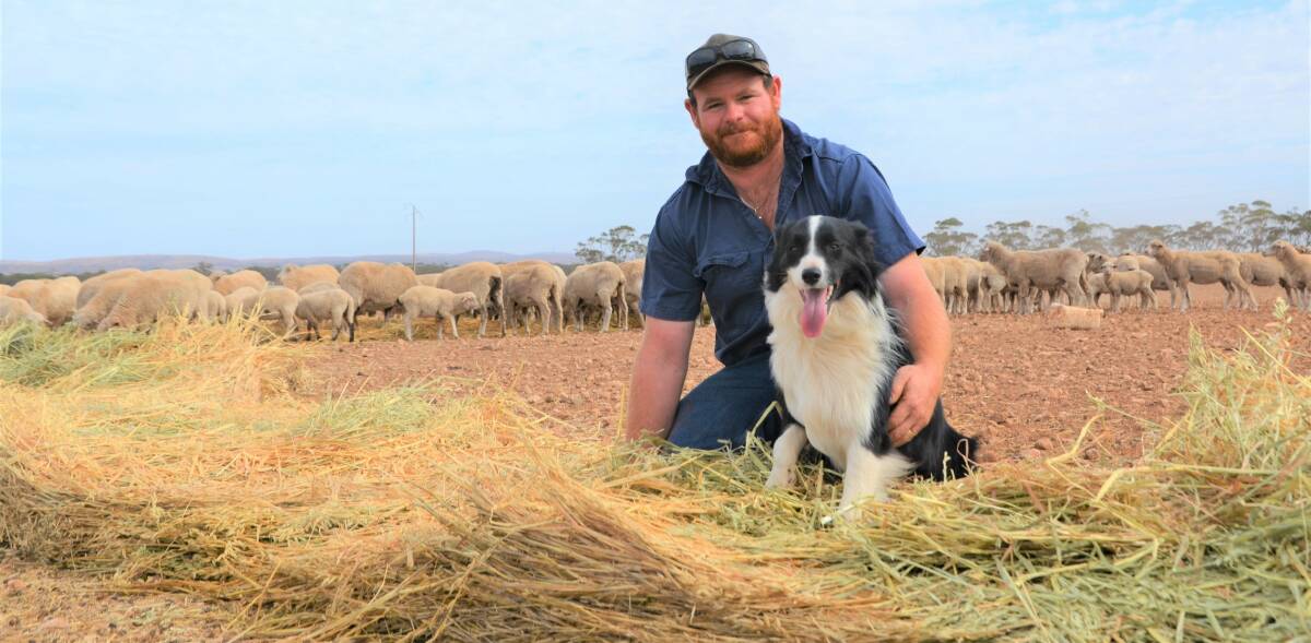 CONDITION BOOST: About eight weeks ago, Sedan grazier Matt Seidel began supplement feeding ewes that are expected to lamb next week.
