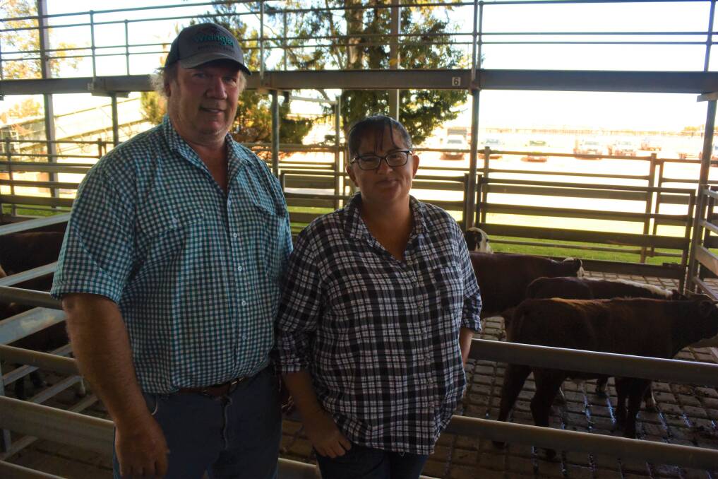 HOT MARKET: Jabuk livestock producers Brenton and Nerissa Forster tried their luck at buying calves at the South Australian Livestock Exchange on Tuesday. 