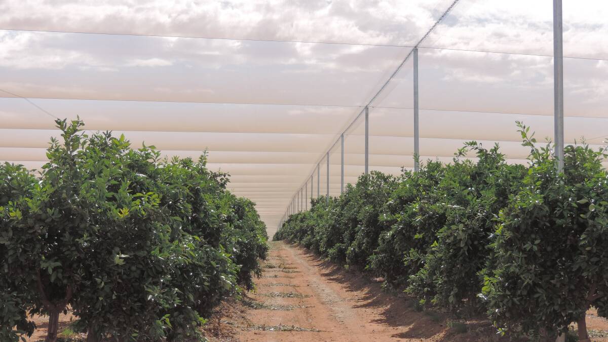 PIRSA to hold Loxton fruit fly meeting