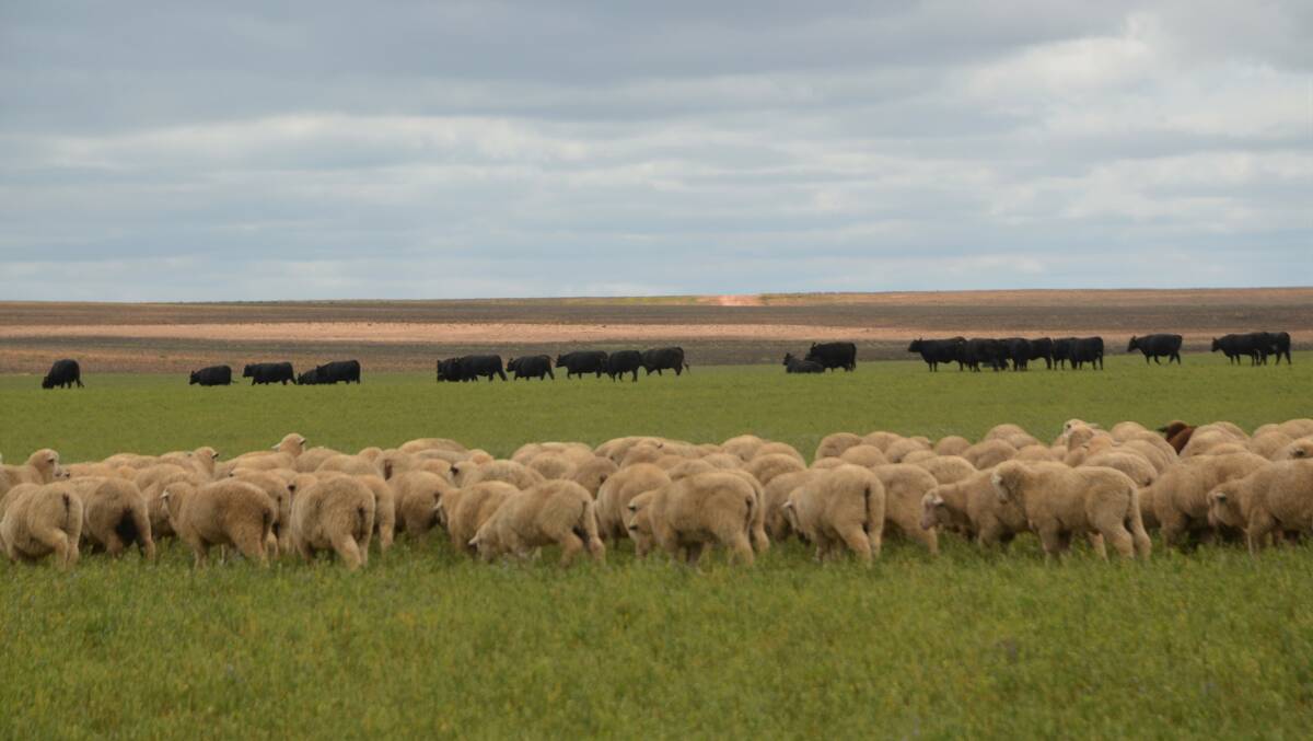 DIVERSE OPERATION: The Dabinetts run sheep and cattle to compliment their cropping and horticulture enterprises. 