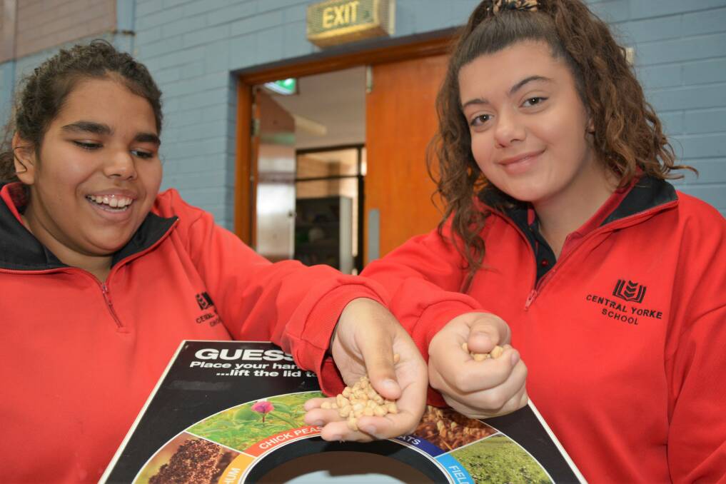 INVESTIGATING GRAINS: Central Yorke School year 10 students Joylene Wanganeen and Lily Dyett exploring crop commodities. 