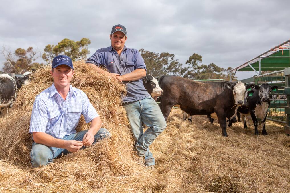 TOP STOCK: Lucindale producers Alec Ross and Nathan James will offer 1200 steers and heifers at Naracoorte's Christmas market this week. 
