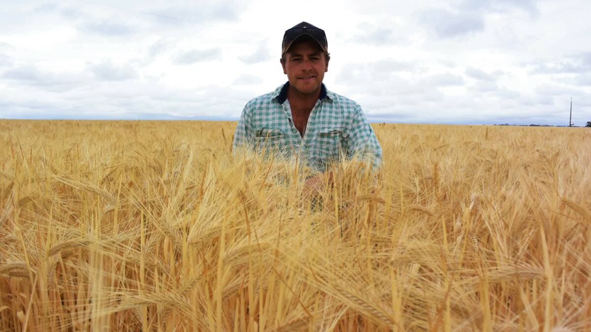 READY TO ROLL: Balaklava cropper Tim Shepherd in a barley crop expected to be harvested in mid- November. 