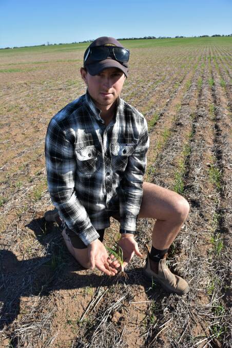 STRESSED CROPS: Hayden Norris, Rudall, holds two wheat plants which were sown on the same day, May 24. 